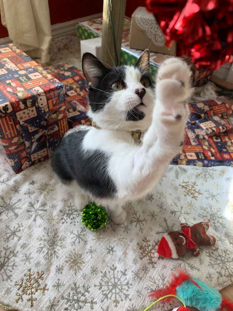 Illustration for article titled Merry Catmas!
